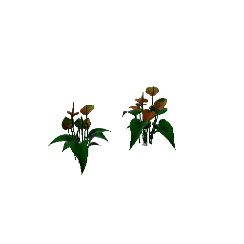 Flower Anthurium Floral4
